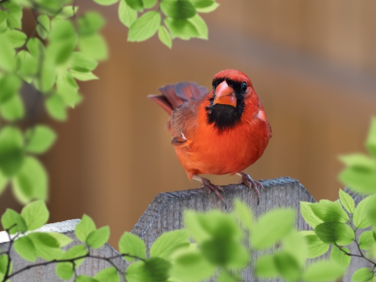 Photo gratuit gros plan du cardinal mâle perché sur une clôture en bois