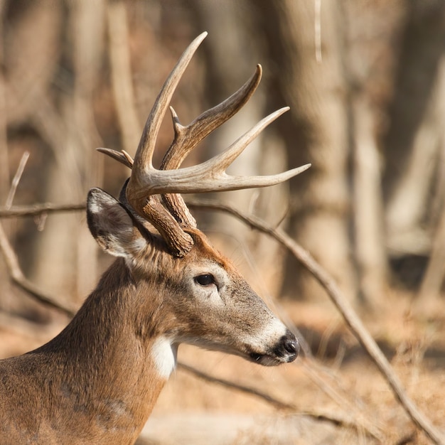 Gros plan du caribou de la toundra