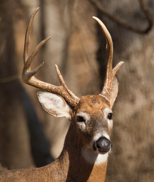 Gros plan du caribou de la toundra