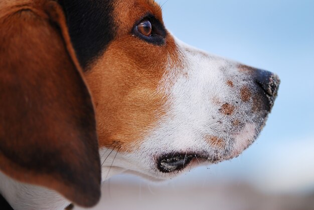 Gros plan du chien Harrier dans le parc