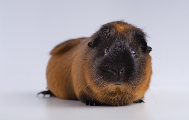 Gros plan du cochon d'Inde isolé sur une surface blanche