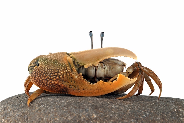 Photo gratuit gros plan du crabe violoniste sur fond blanc