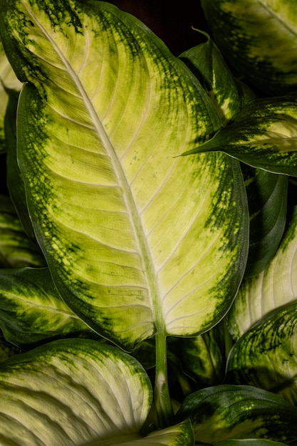 Gros plan du feuillage des plantes avec des bords colorés