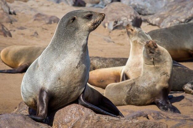 Gros plan du groupe de lions de mer portant sur les rochers