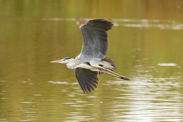 Gros plan du héron cendré, Ardea cinerea, Parc National de Donana, oiseau sur le lagon