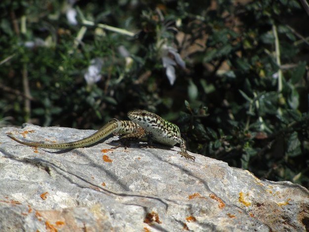 Gros plan du lézard des murailles maltais sur un rocher sous la lumière du soleil à Malte