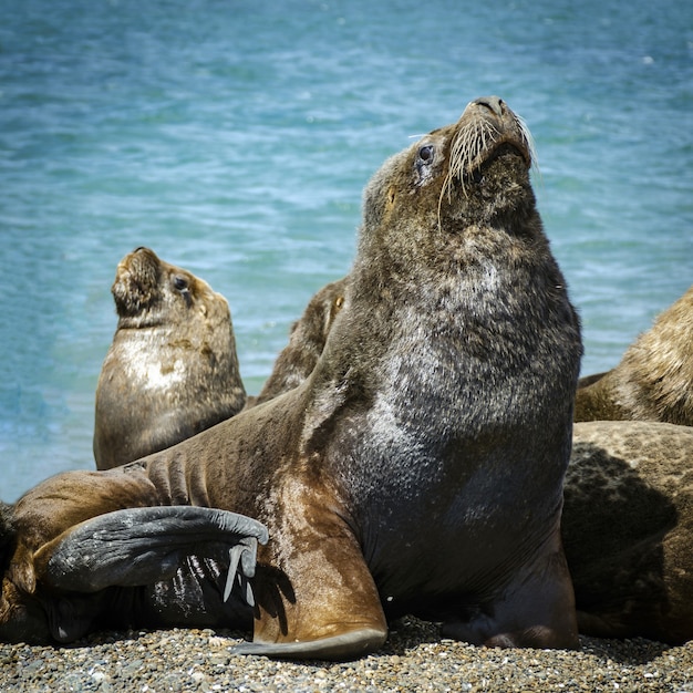 Gros plan du lion de mer de Californie