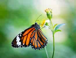 Photo gratuite gros plan du papillon monarque