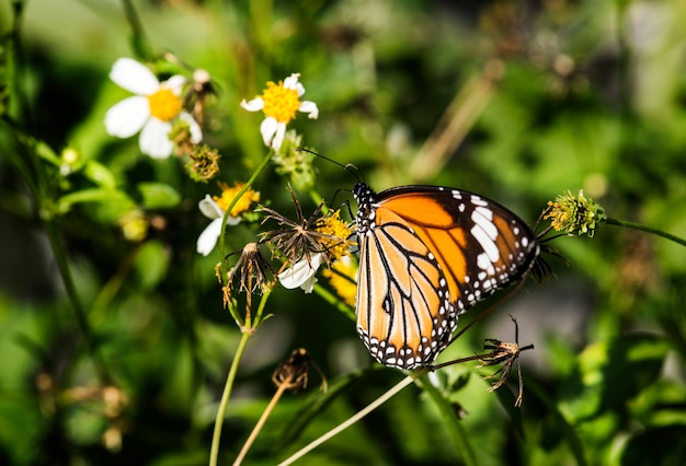 Gros plan du papillon monarque
