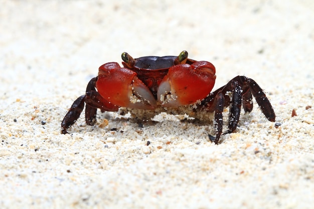 Gros plan du petit crabe rouge