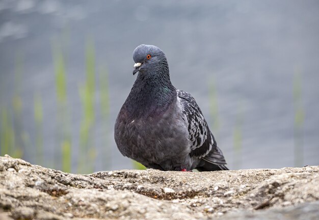 Gros plan du pigeon assis sur un rocher