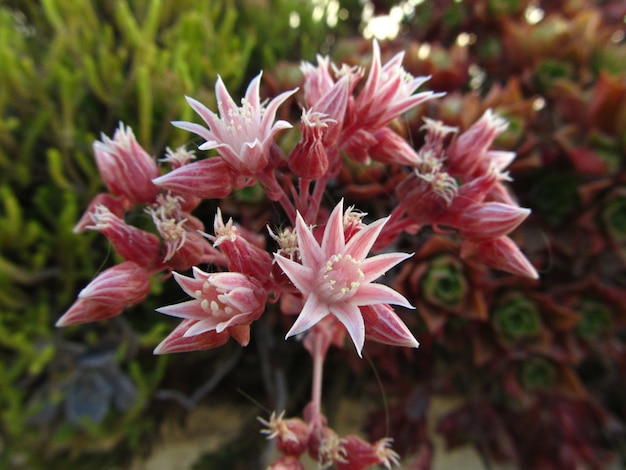 Gros plan du sedum anglicum entouré de verdure sous la lumière du soleil avec un arrière-plan flou