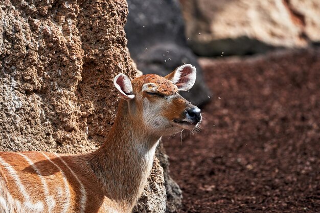 Gros plan du sitatunga occidental brun dans un zoo