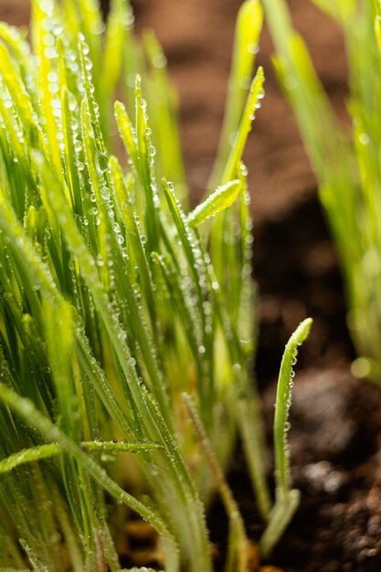 Gros plan du sol naturel et de l'herbe