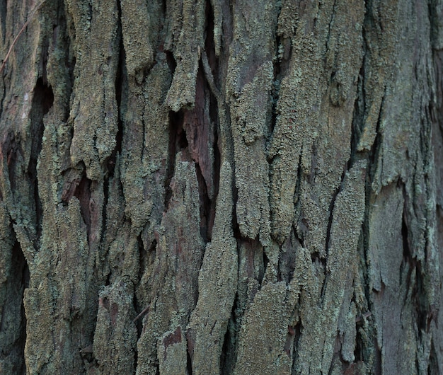 Gros plan du tronc d'un vieil arbre