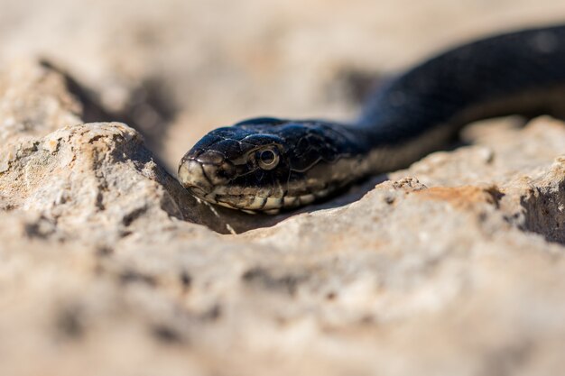 Gros plan du visage d'un adulte Black Western Whip Snake, Hierophis viridiflavus, à Malte