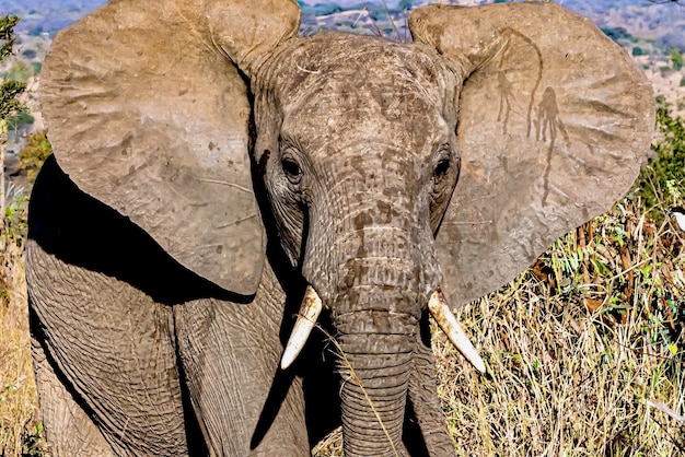 Gros plan du visage d'un éléphant mignon avec de grandes oreilles dans le désert