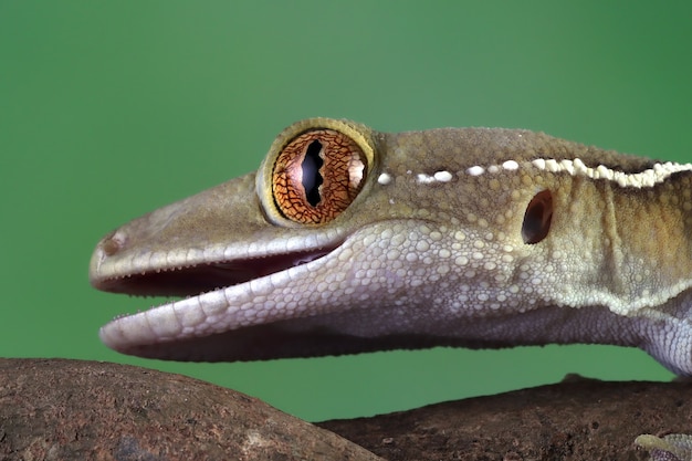 Gros plan du visage de gecko de ligne blanche sur une branche