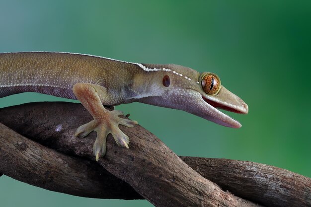 Gros plan du visage de gecko de ligne blanche sur un lézard de gecko de ligne blanche en bois gros plan