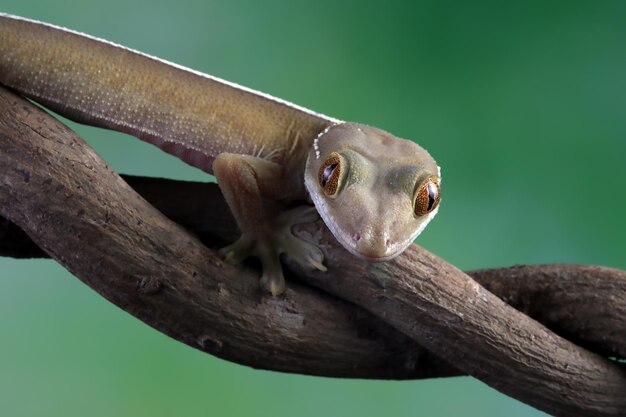 Gros plan du visage de gecko de ligne blanche sur un lézard de gecko de ligne blanche en bois gros plan