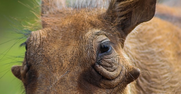 Gros plan du visage d'un phacochère sur fond flou