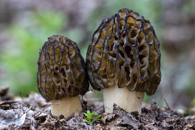 Gros plan du vrai morilles entouré de feuilles d'automne sur un arrière-plan flou