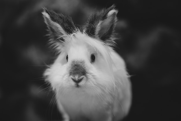 Gros plan de l'échelle de gris d'un lapin blanc sur dark