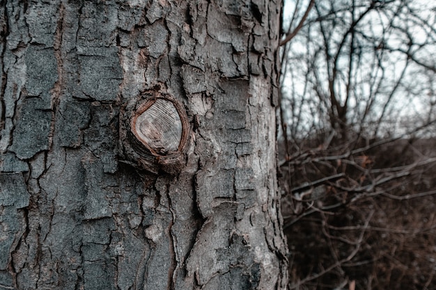 Gros plan d'une écorce d'arbre entourée de branches