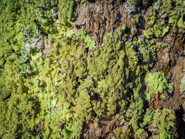 Gros plan d'écorce d'arbre recouverte de mousse dans une forêt