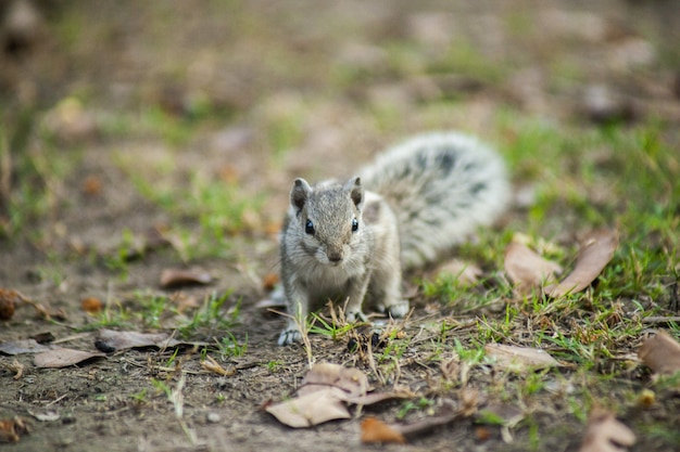 Gros plan d'un écureuil gris sur le terrain