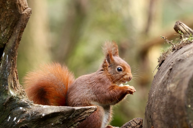Gros plan d'un écureuil mignon mangeant des noisettes sur un arrière-plan flou
