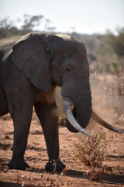 Gros plan d'un éléphant d'Afrique jouant avec la poussière