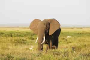 Photo gratuite gros plan d'un éléphant marchant sur la savane du parc national d'amboseli, kenya, afrique