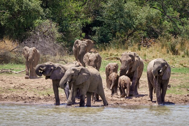 Gros plan des éléphants approchant du lac avec des arbres