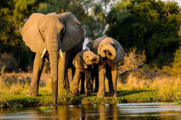 Gros plan d'éléphants debout près du lac au coucher du soleil