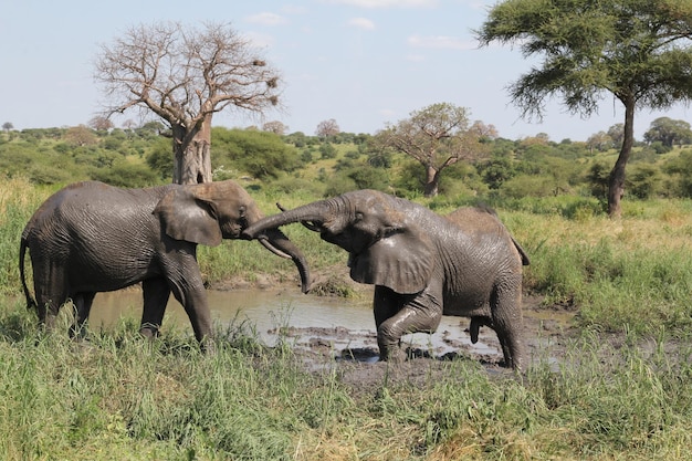 Gros plan sur des éléphants jouant près d'un étang de boue dans un champ à Tarangire, Tanzanie