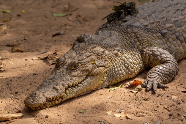 Gros plan d'un énorme crocodile brun rampant sur le sol