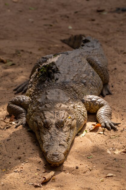 Gros plan d'un énorme crocodile rampant sur le sol au Sénégal