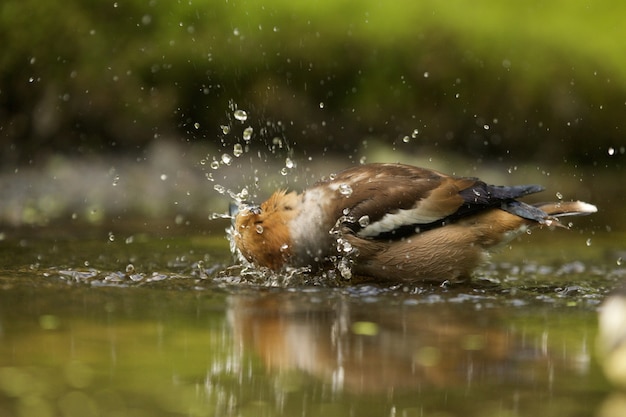 Photo gratuite gros plan d'un épervier dans l'eau sur fond flou