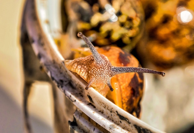 Gros plan d'un escargot sur un arrière-plan flou dans les îles Canaries