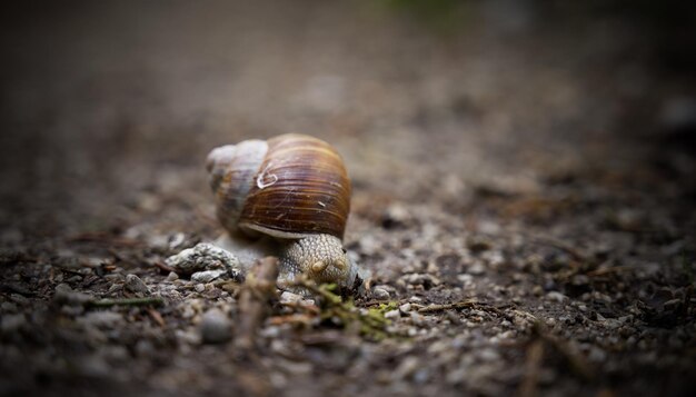 Gros plan d'un escargot au sol pendant la journée