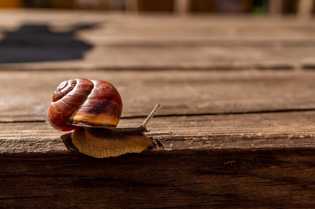 Gros plan d'un escargot sur une surface en bois