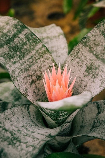 Photo gratuite gros plan, de, exotique, frais, aechmea, fasciata, bromeliad, plante