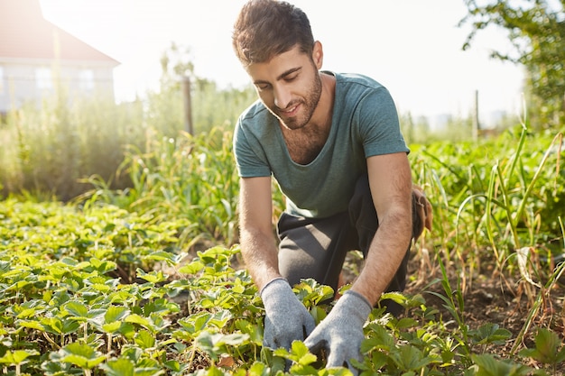 Gros plan extérieur portrait d'agriculteur mâle barbu attrayant mature en t-shirt bleu souriant, travaillant à la ferme, plans pousses vertes, cueillette de légumes