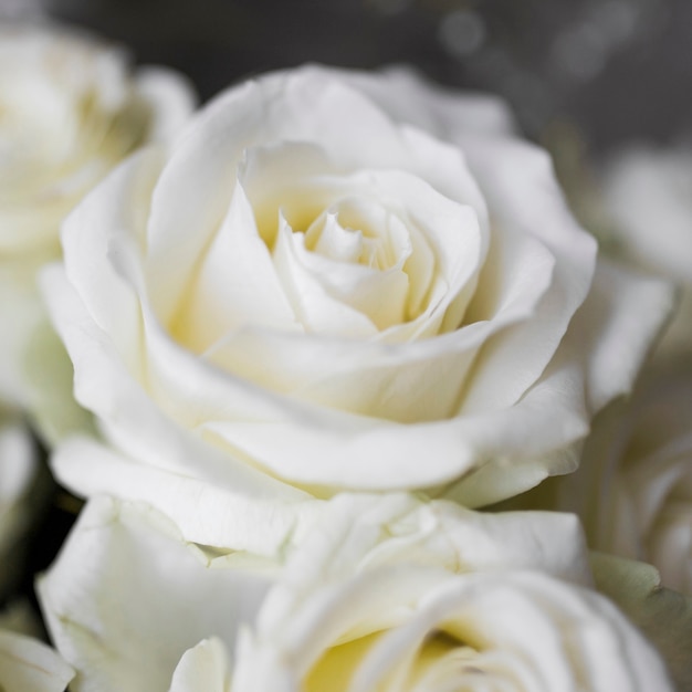 Gros plan extrême de roses blanches