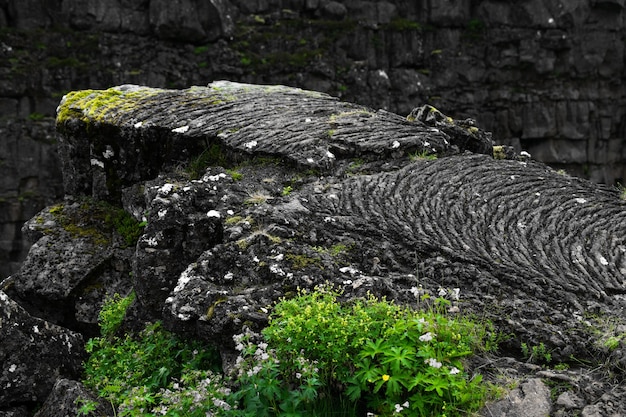 Gros plan d'une falaise rocheuse couverte de mousse sur un arrière-plan flou