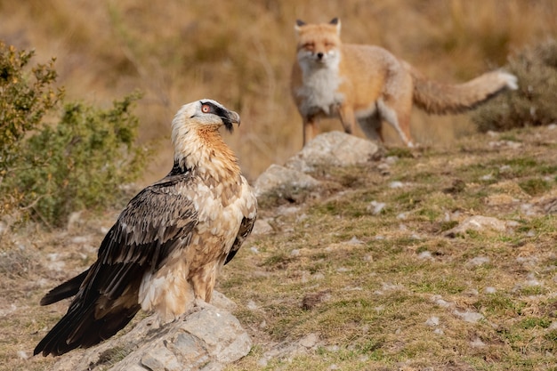 Gros plan d'un faucon à côté du renard sur le paysage rocheux