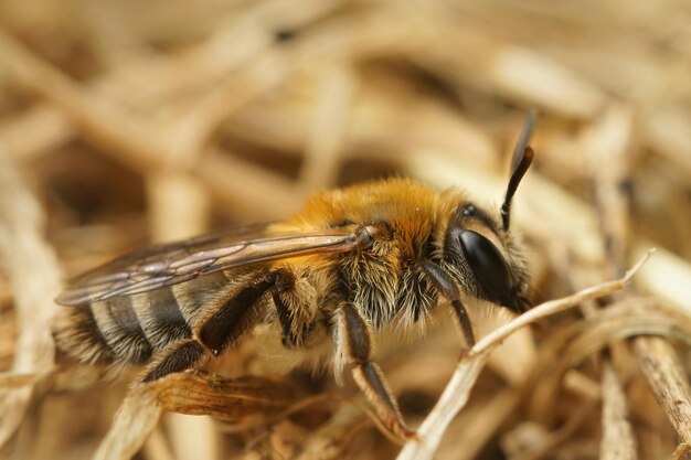 Gros plan d'une femelle de l'abeille minière Heather sur le terrain