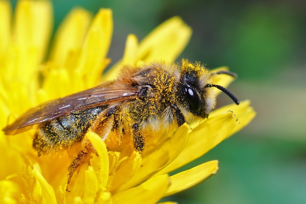 Gros plan de la femelle de l'abeille minière à pattes jaunes, Andrena f