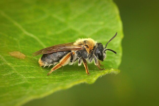 Gros plan d'une femelle Early Mining Bee, Andrena haemorrhoa sur une feuille verte
